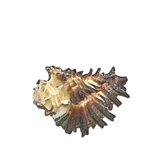 Rare Murex Secunda Lamarck India Specimen Collectors Shell GEM - Picture 3 of 4